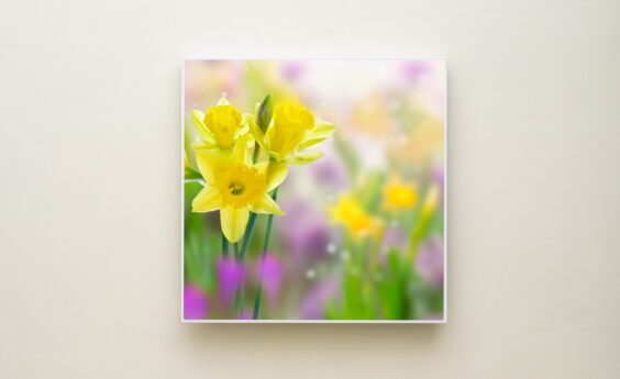 350 Watt Daffodil Panel