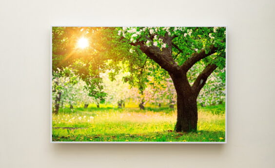 580 Watt Apple Tree Panel