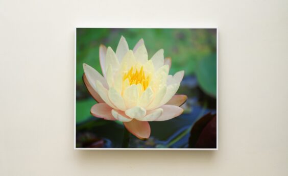 450 Watt Lotus Panel