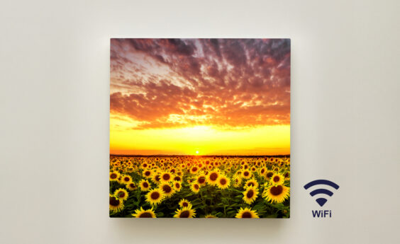350 Watt Sunflower