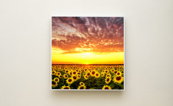 350 Watt Sunflower Panel