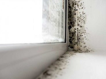 A Quick Fix Solution To Mould and Damp